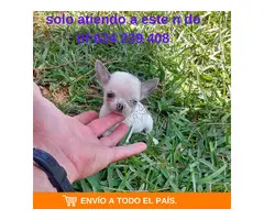 chihuahua linea rusa