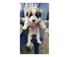 preciosos cachorrito de mastines