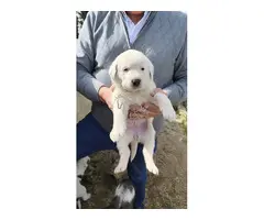 preciosos cachorrito de mastines