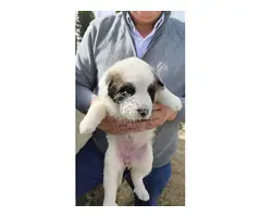 preciosos cachorrito de mastines