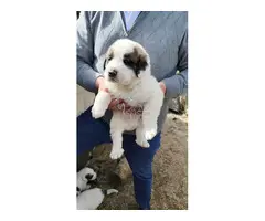 preciosos cachorrito de mastines