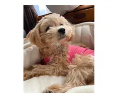 Cachorros maltipoo macho y hembra en adopción.