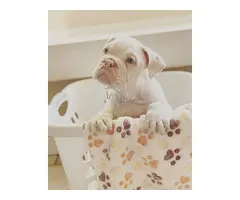 Cachorros de bulldog inglés macho y hembra para adopción.