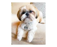 Cachorros shih tzu macho y hembra para adopción.